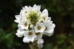 flower, arabicum, flower background, blossom, bloom, nature, beautiful flowers, botany, garden, flower, flower, flower, flower wallpaper, flower, flower