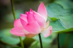 lotus, pink flower, blooming, beautiful flowers, flower, blossom, nature, bloom, flower wallpaper, flower background, flower, flower, flower, flower, flower
