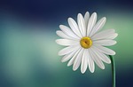 marguerite, daisy, flower wallpaper, flower, white, bloom, blossom, white flower, beautiful flowers, white daisy, flower background, petals, white petals, flora, single flower, nature, plant, spring, flower, flower, flower, flower, flower, nature