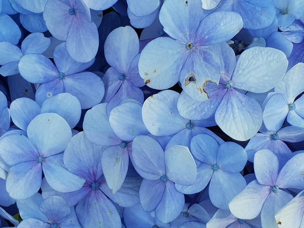 Vivid purple hydrangea blooms create a stunning floral texture perfect for spring and summer themes.