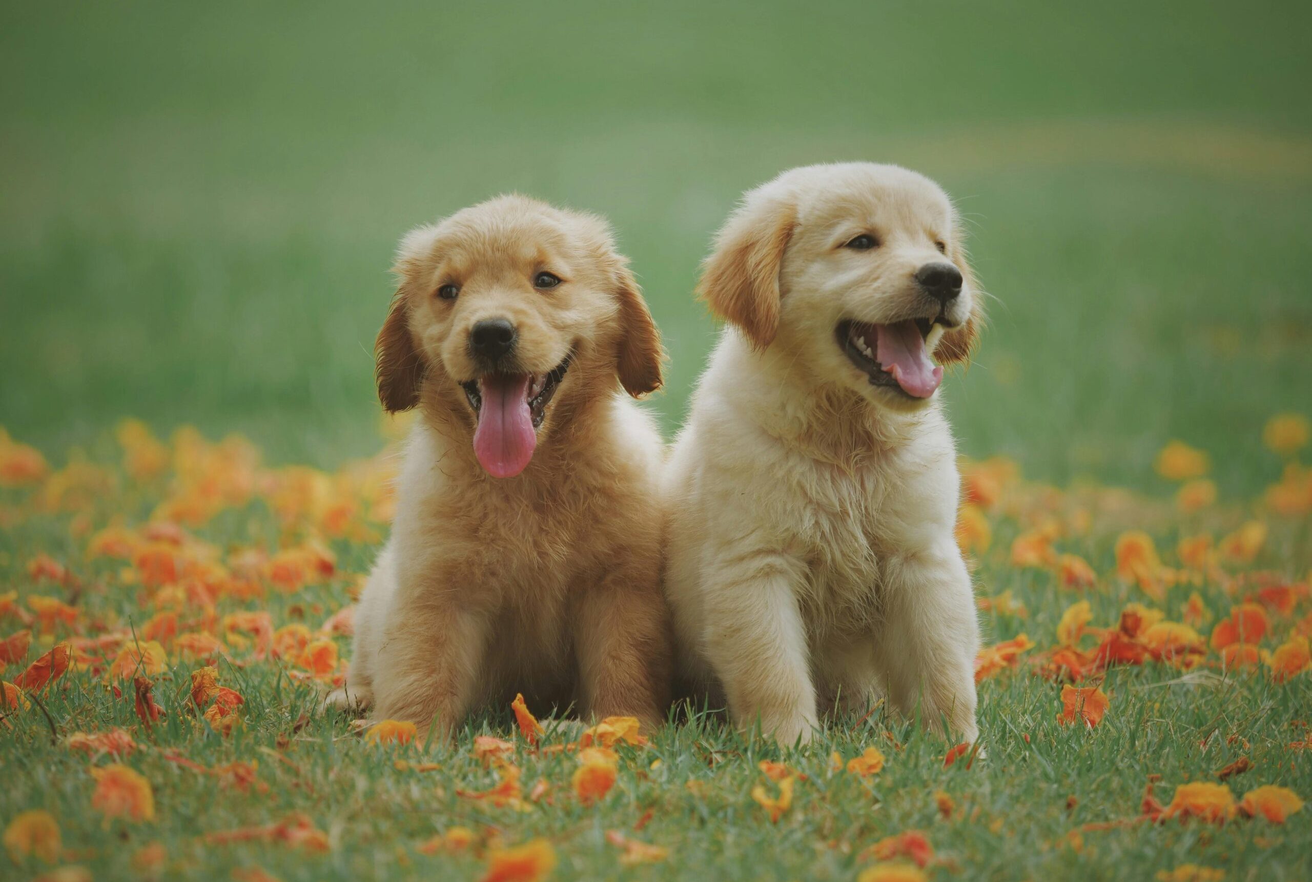 pexels-photo-1108099-1108099 Adorable golden retriever puppies sitting in a field of flowers, enjoying a sunny day.